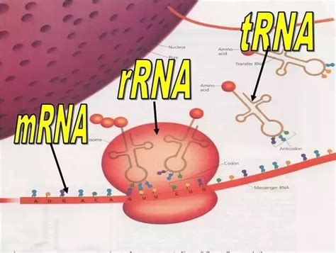 rrna definition